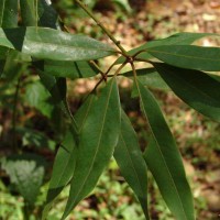 Actinodaphne elegans Thwaites
